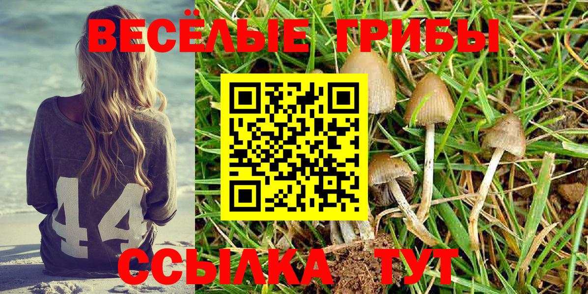 Галлюциногенные грибы Psilocybine cubensis Ржев